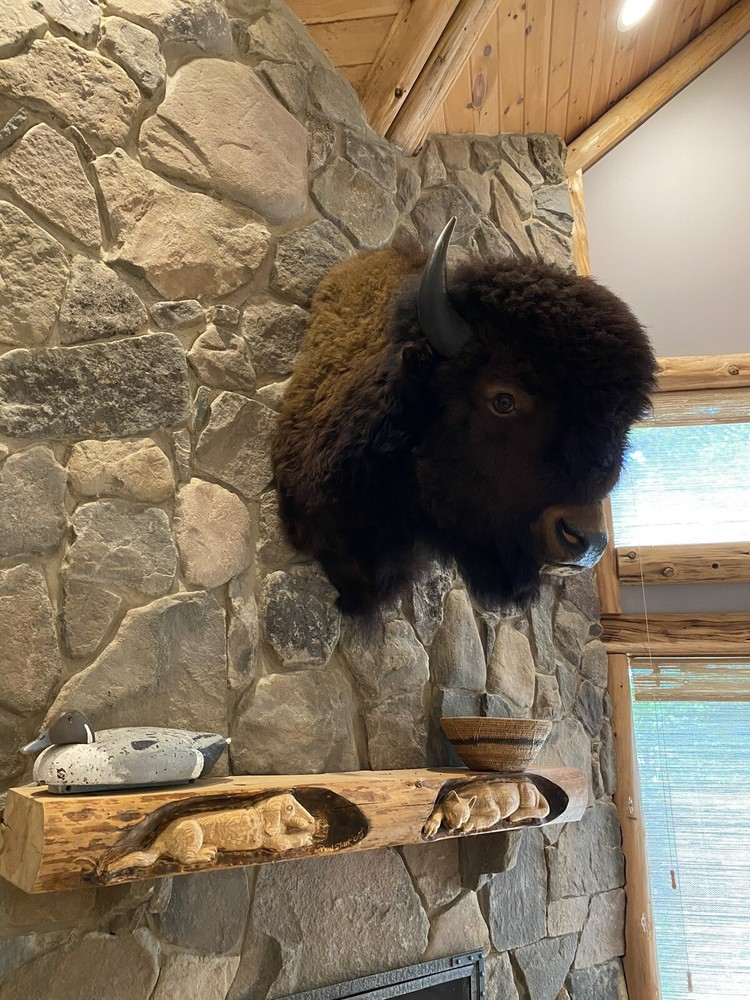 Genuine Buffalo Shoulder Mount in Excellent Condition