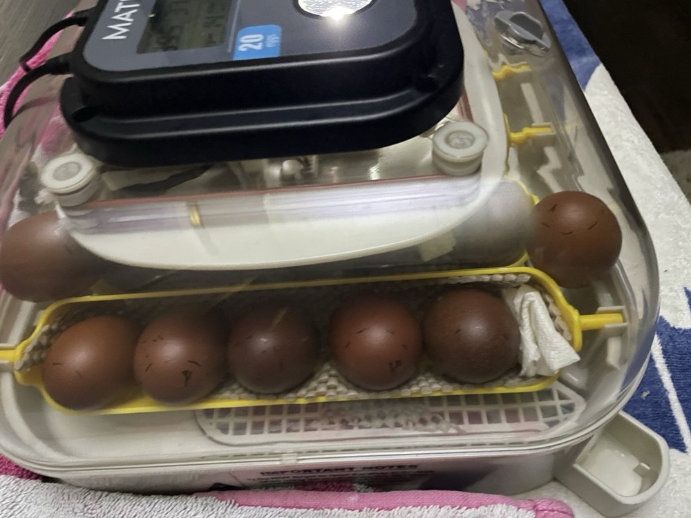 1 Dozen Black Copper Marans Hatching Eggs!