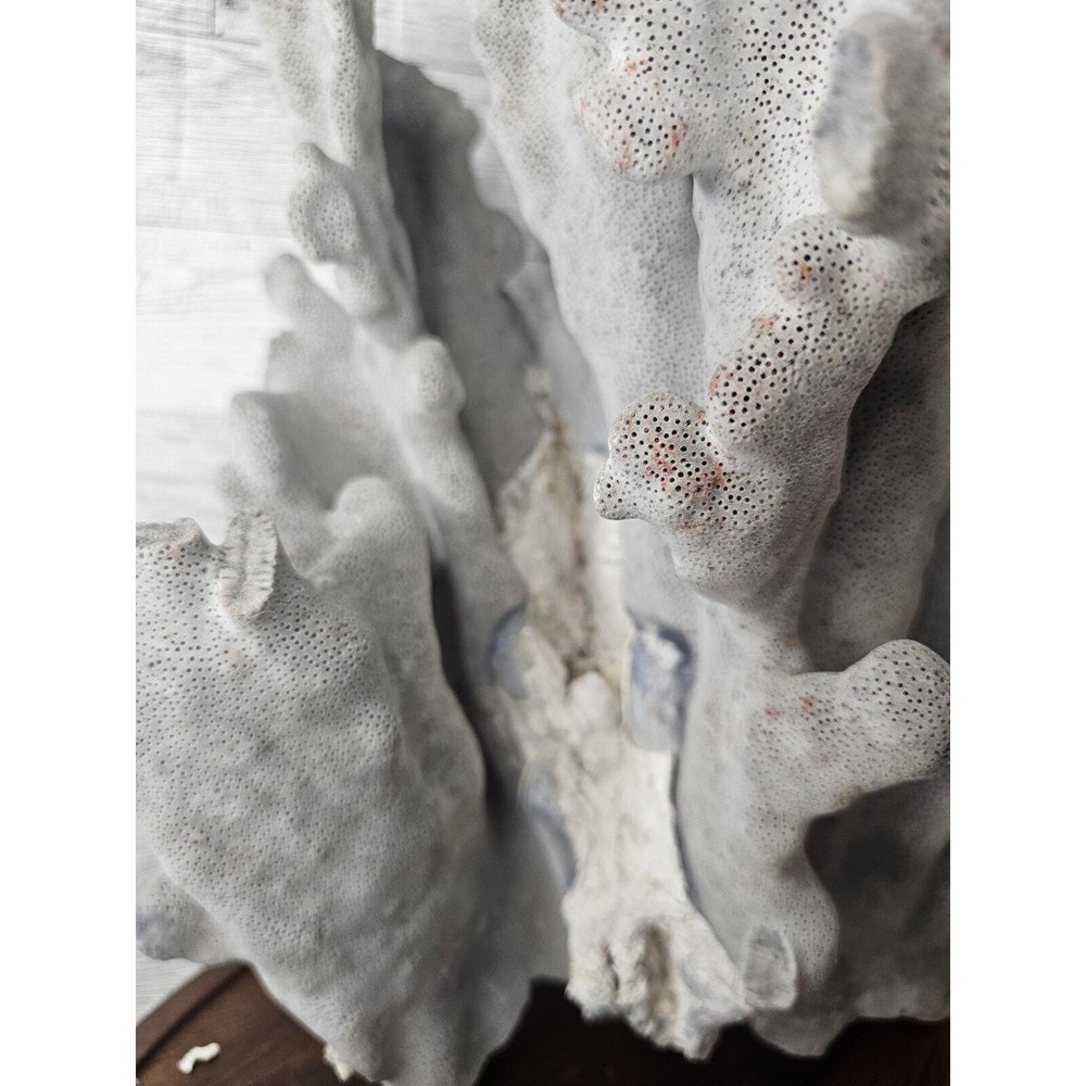 Large Natural Coral Specimen