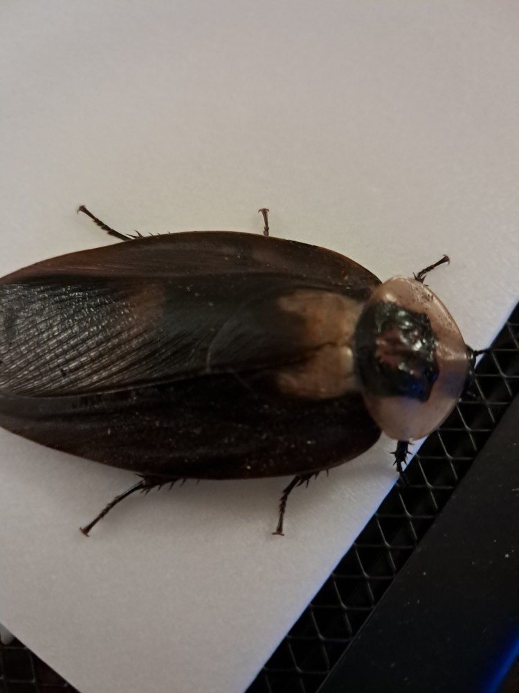 Death's Head Cockroach 10+ Nymphs
