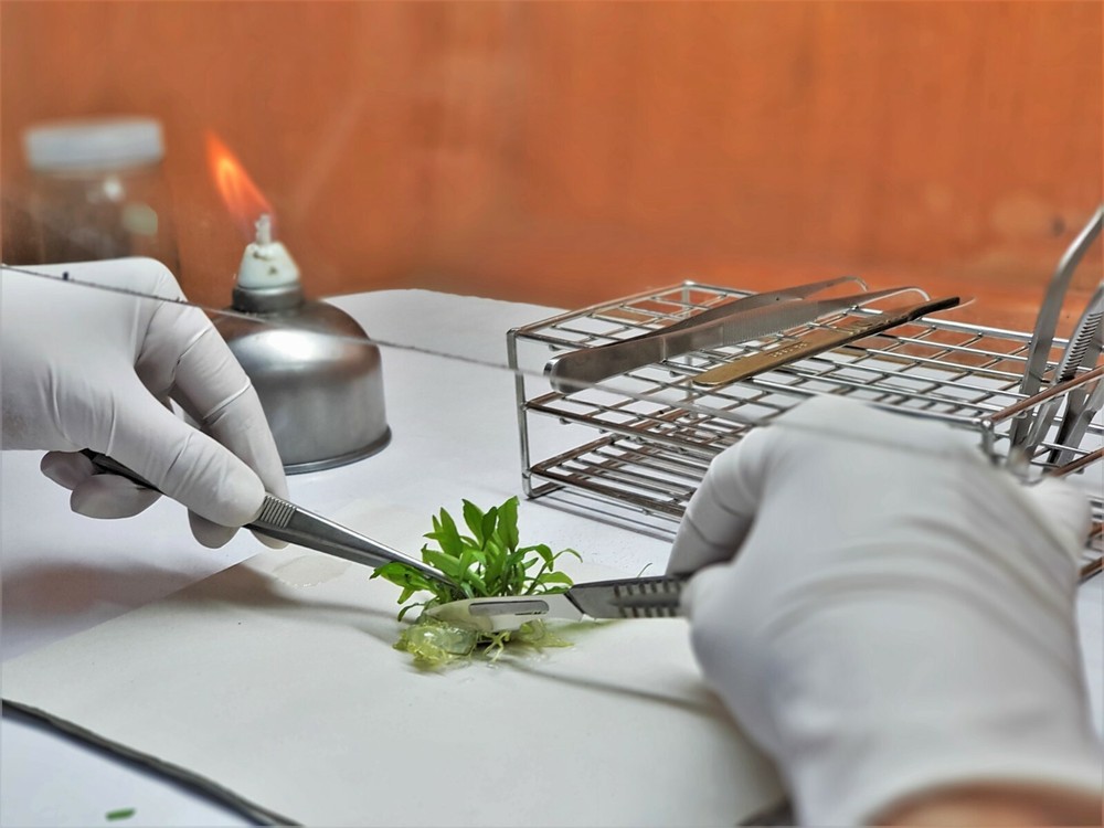 Advanced Plant Tissue Culture Cloning Kit