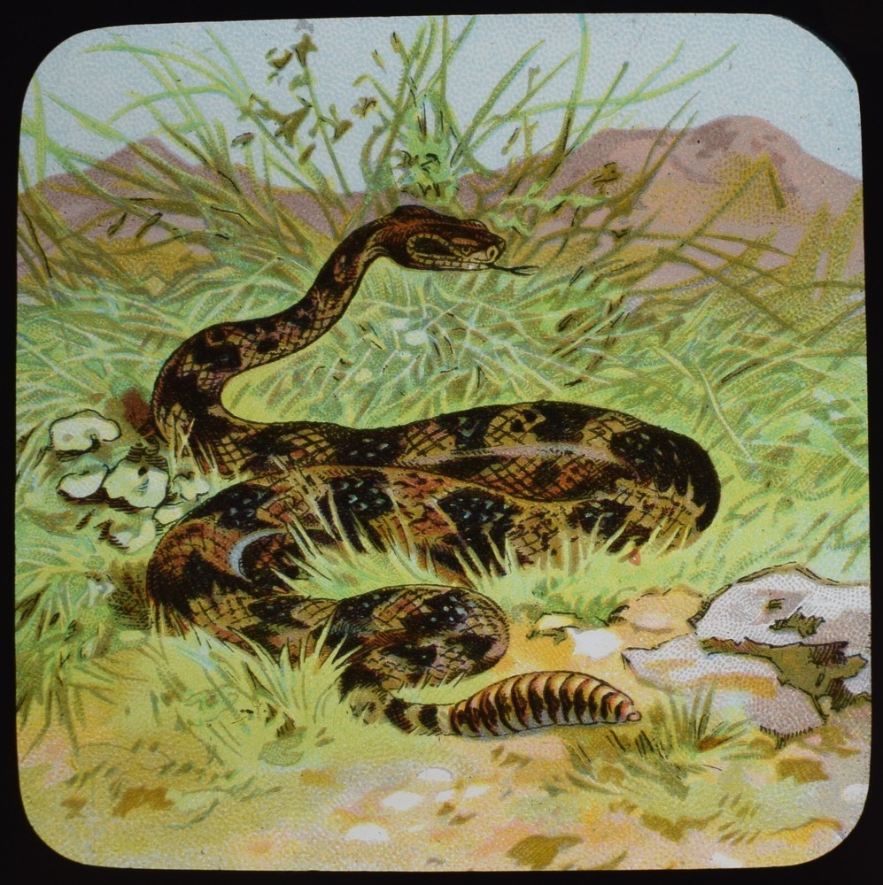 A RATTLESNAKE C1905 ANTIQUE Magic Lantern Slide SNAKE REPTILE