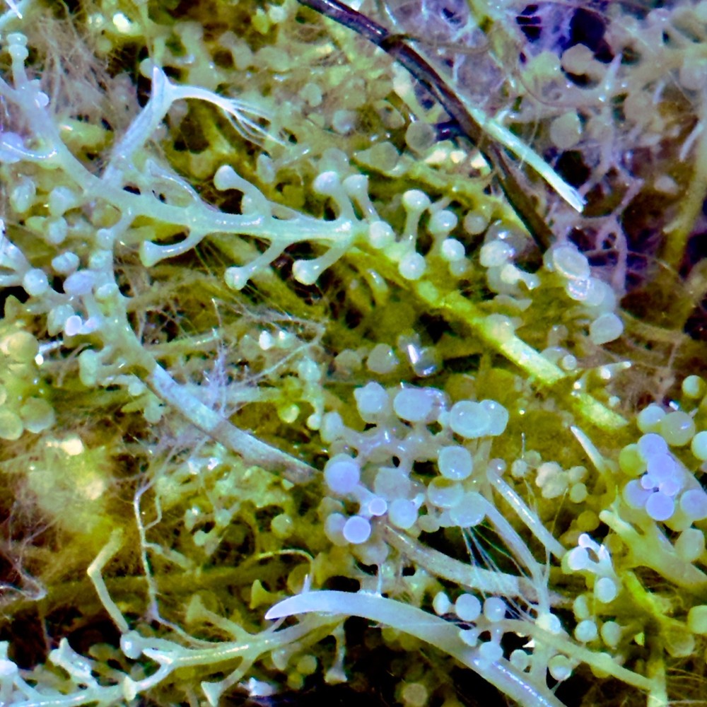 Green Bulb Caulerpa Macroalgae. Ornamental Structure for Display & Refugium