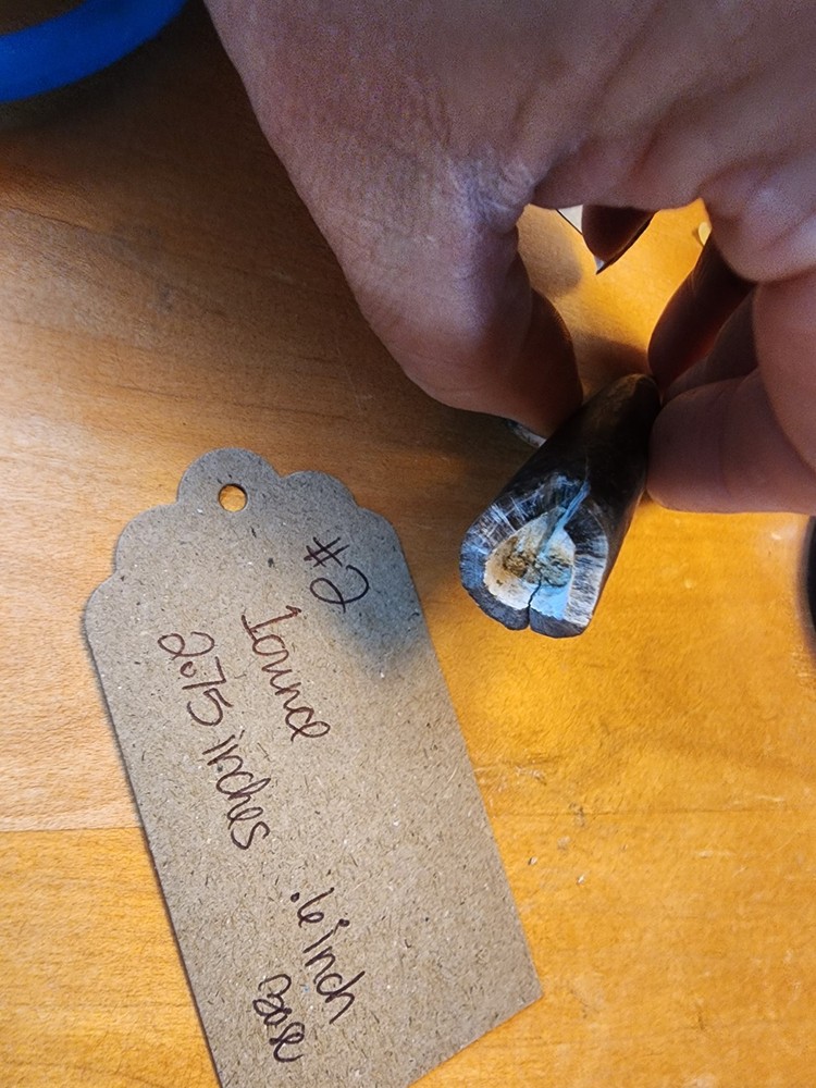 Belemnite Fossil Specimens, Wyoming