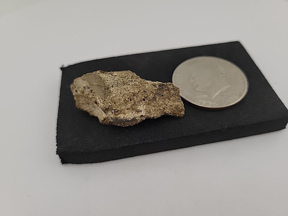 Fossilized Raptor Talon Dinosur Permineralized Fossil