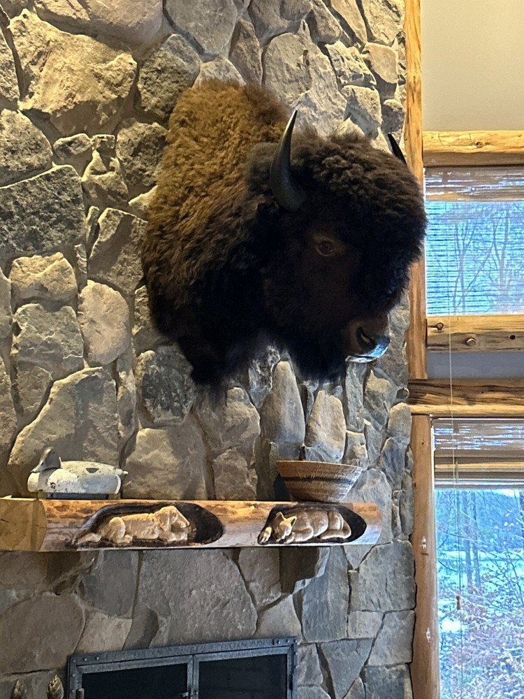 Genuine Buffalo Shoulder Mount in Excellent Condition