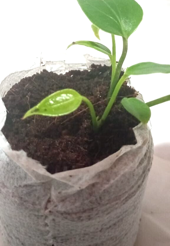 Coco Pellets Coco Peat Coco Plug Set Growing Medium (50mm) Coco Disc 50 Pcs