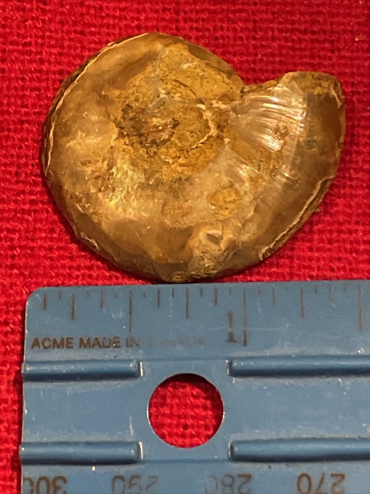 prehistoric Sea animals, Fossilized