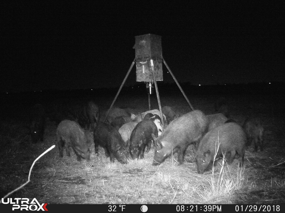 Harvest Time FEEDER LIGHT! Solar, Motion Activated, AmberGlow Hog Light - HUNTER