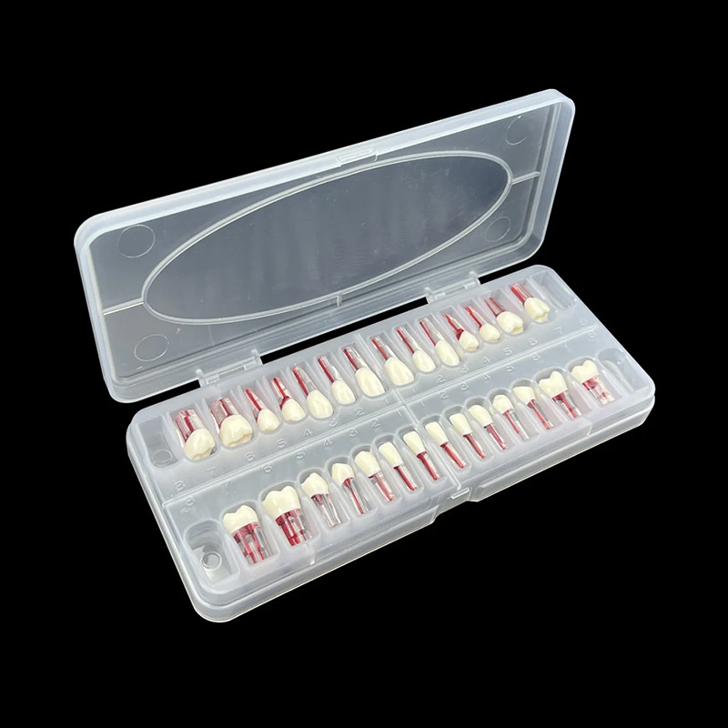 Dental Endodontic Teeth Model Root Canal Practice Typodont Teeth Model 28Pcs