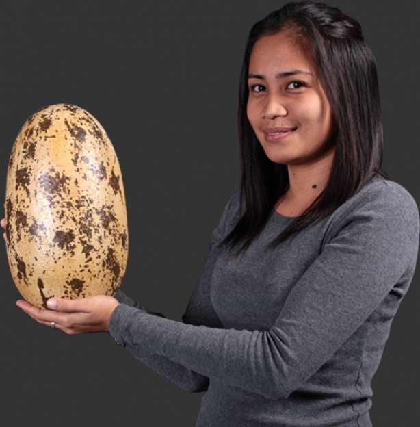 Dinosaur  Theropod Egg 12"