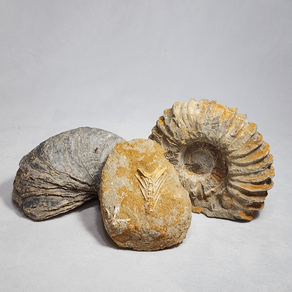 Splendid Saber Toothed Herring Fish Vertebrae