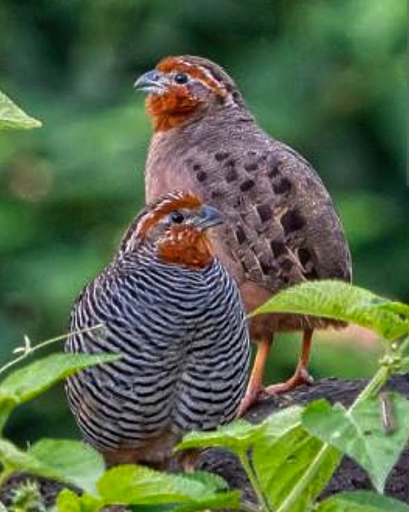 15 Jungle bush quail hatching eggs