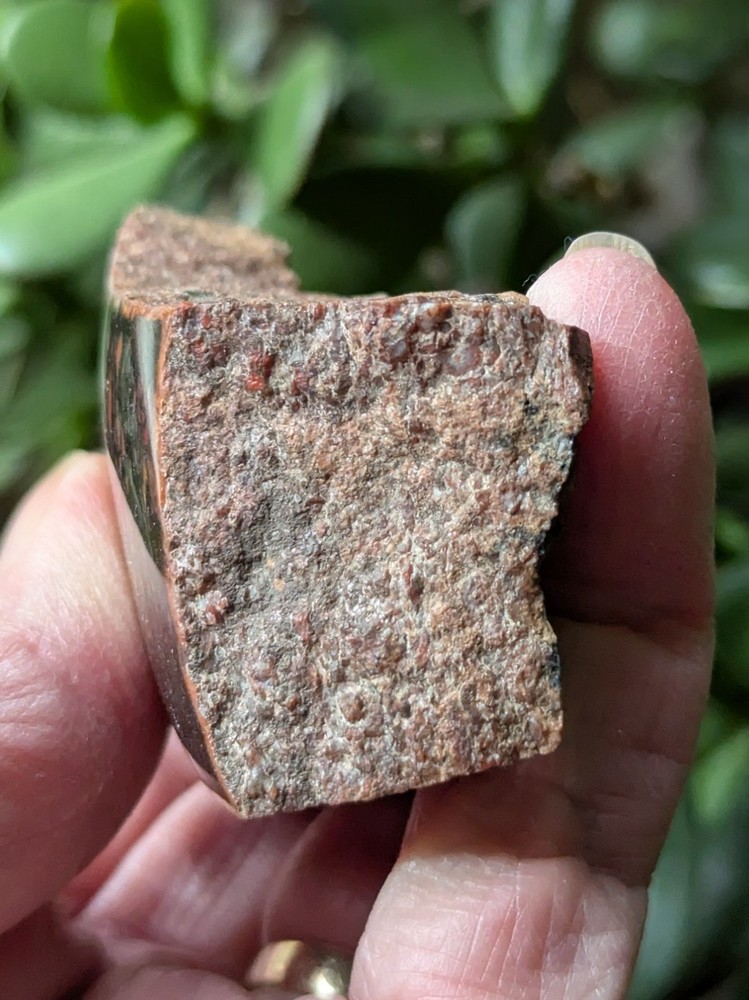 Dinosaur Bone * Polished * 3.4 oz. *