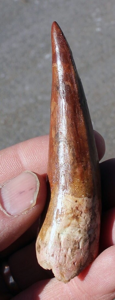 Authentic 3.5" Spinosaurus Tooth in Riker Mount