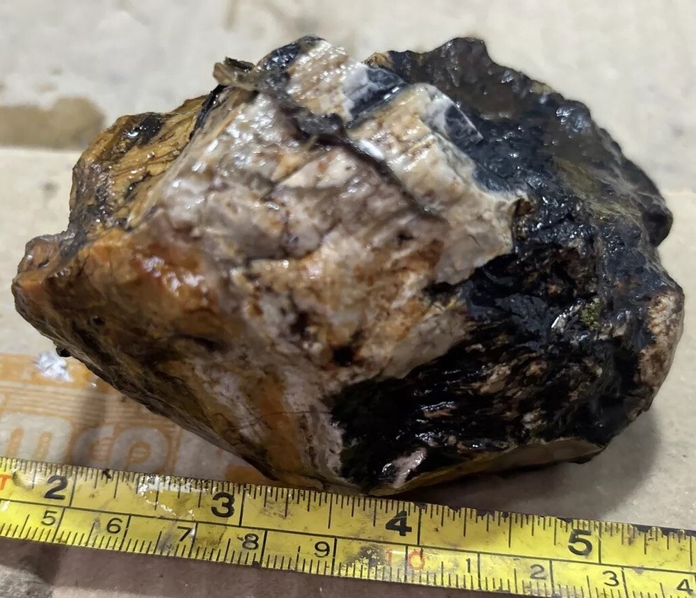 Colorful petrified wood