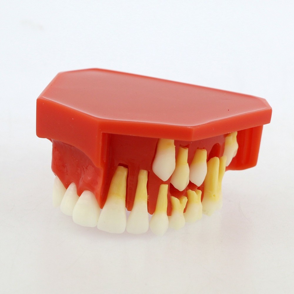 Dental Teeth Permanent Tooth Alternate Demonstration Study Teaching Model 4006#