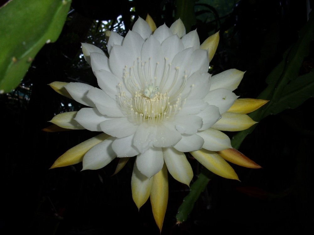 Epiphyllum " NIKKO SAN " Cutting