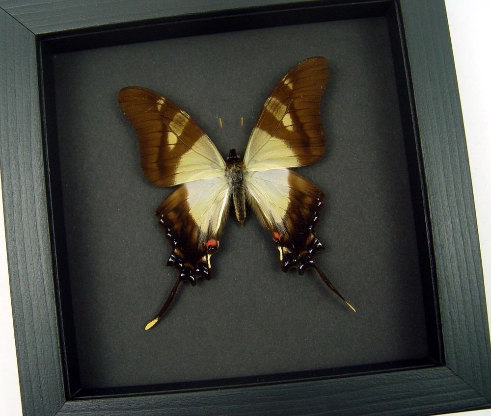 Frilled Swordtail Swallowtail Butterfly Eurytides serville Real Framed Moonlight