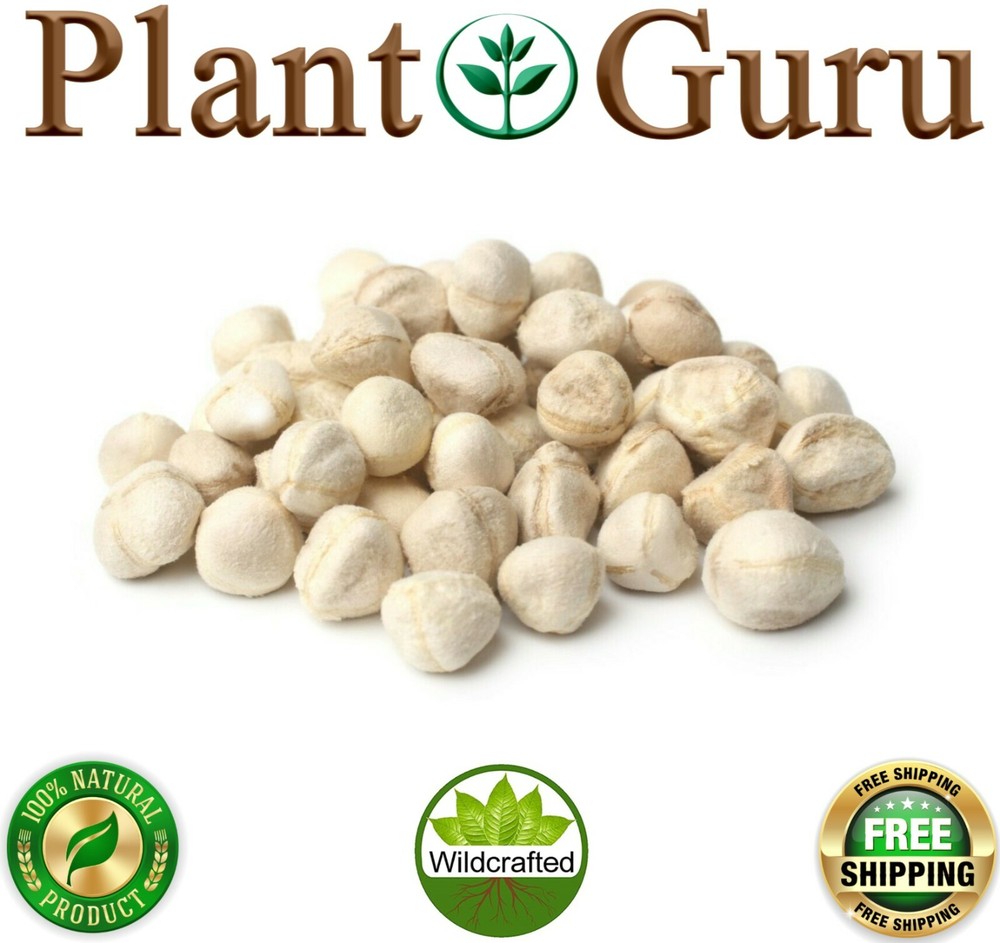 Moringa Oleifera Seeds Kernel SHELLED Fresh Organic Semilla De Moringa Bulk