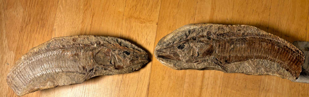 Exceptional Brazilian Fossilized Fish 6 inches long split node