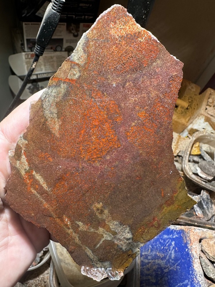 Dinosau bone rough **hxtled slab.