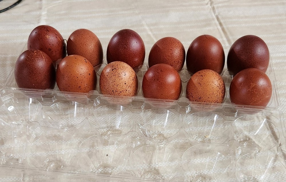 8+ Quality French Black Copper Maran Hatching Eggs eggs. Read Description