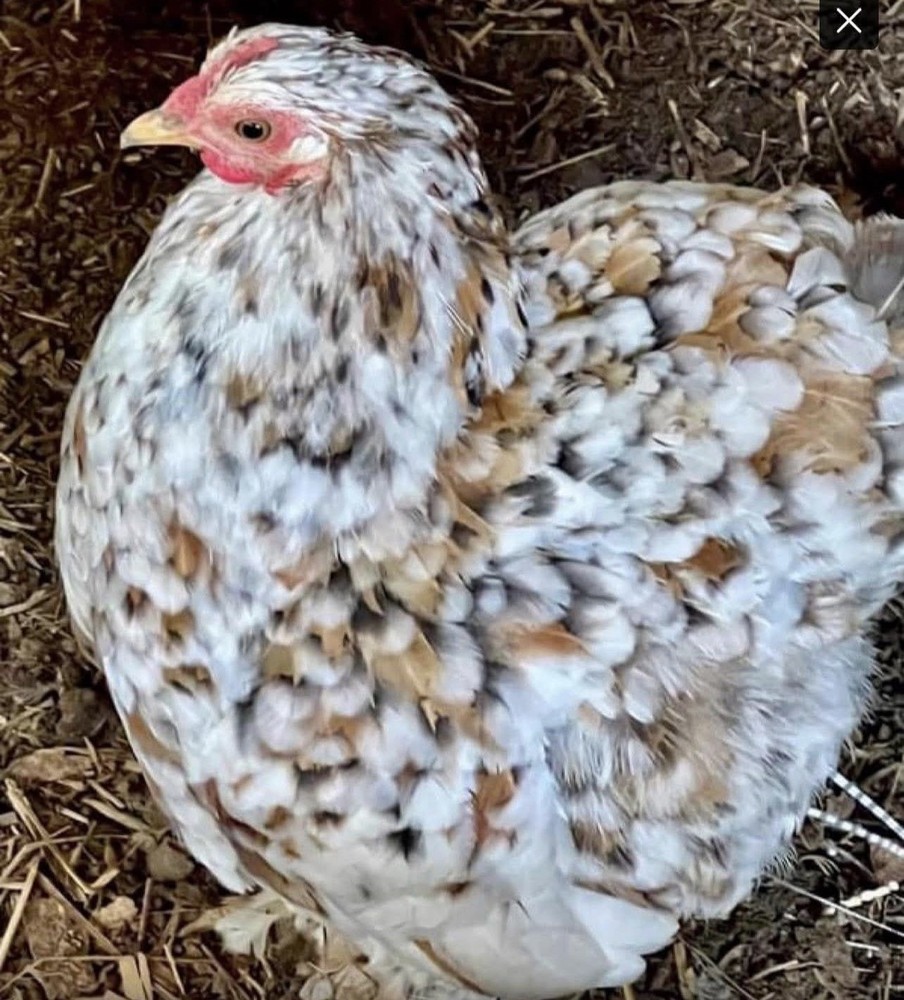 Cochin Bantam Mille Fleur Hatching Eggs One dozen