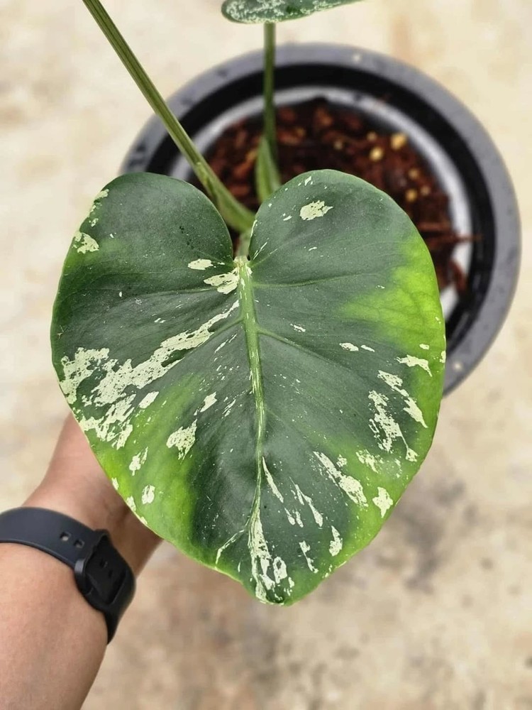 Monstera Bulbasaur Variegated Free Phytosanitary