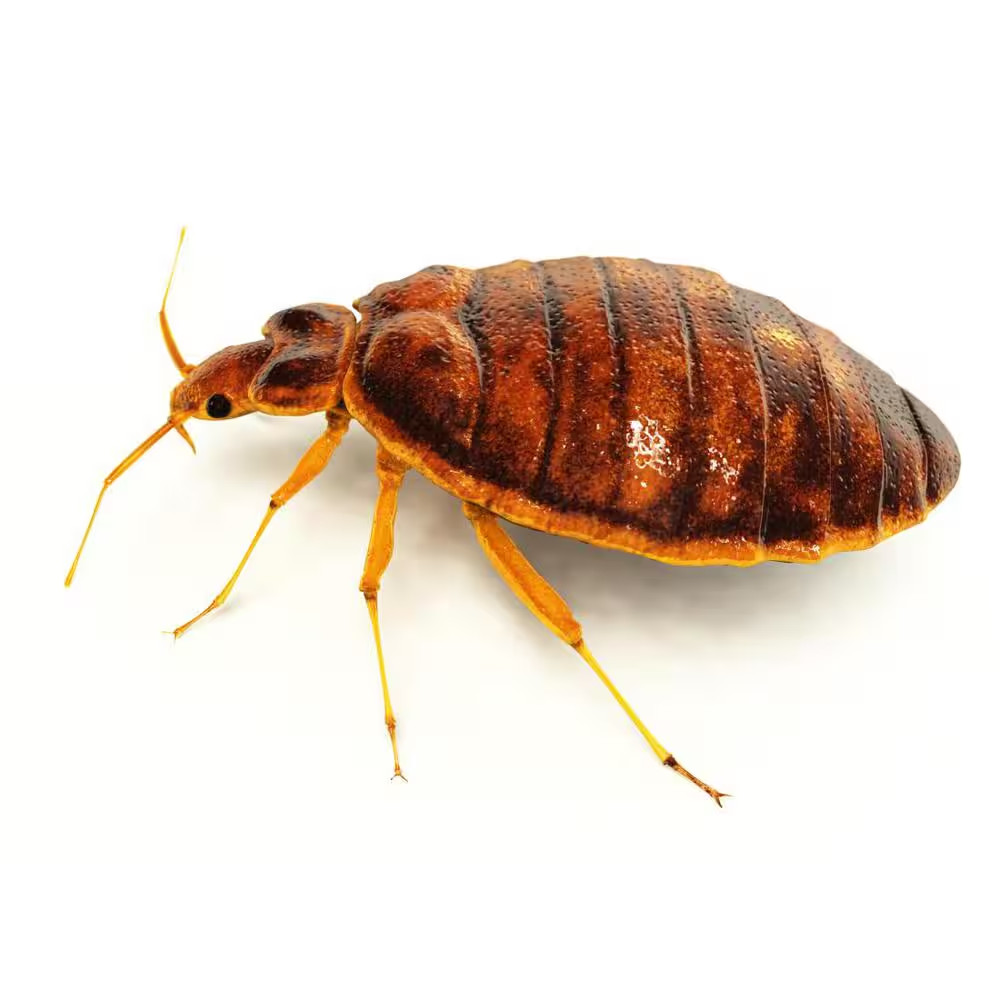 Bed Bug Dust Mite Natural Laundry Treatment 32 Oz.