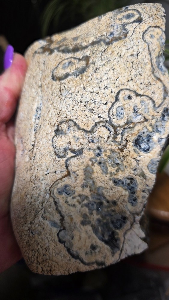 Montana Agate Rough 2lbs. 11oz.