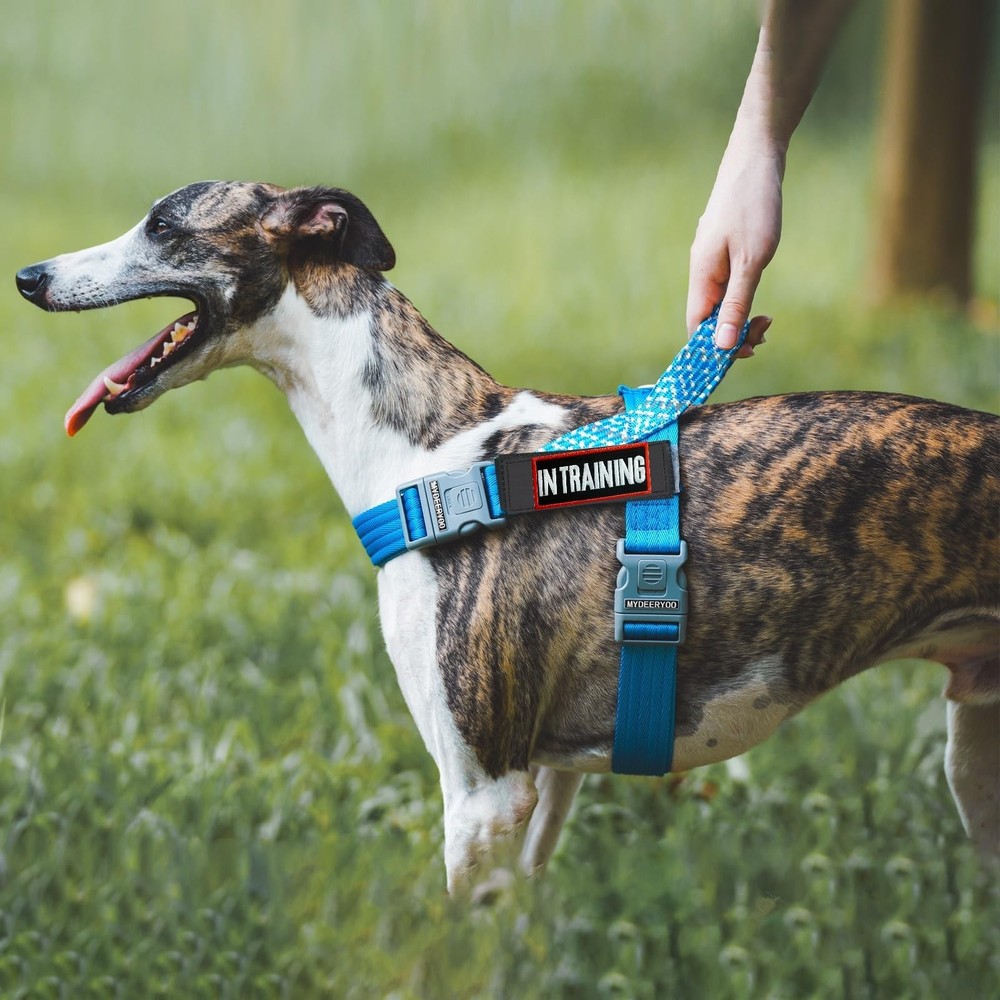 in Training Patch 2 Pcs, in Training Tag Removable to Collar, Harness Medium-...