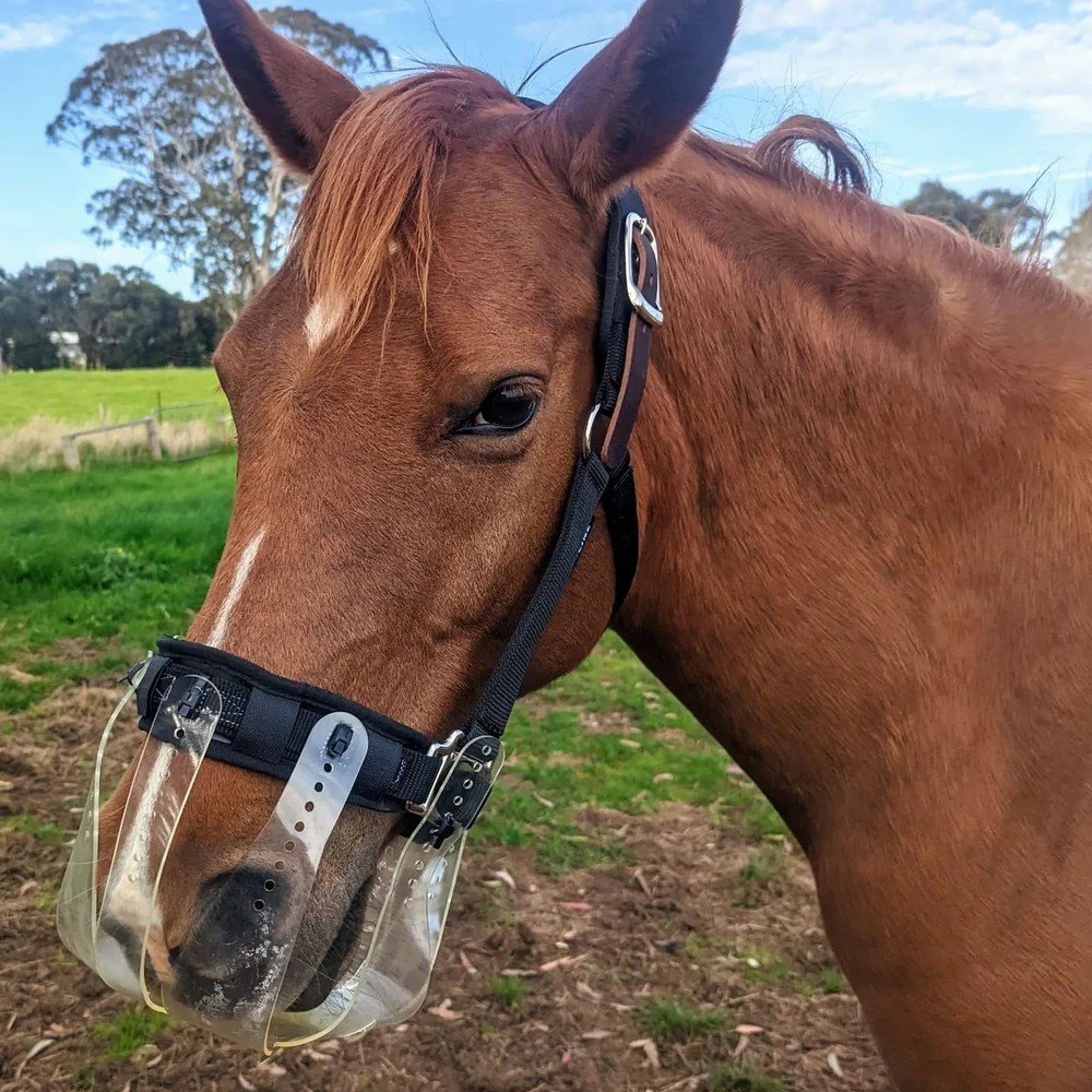 ThinLine Flexible Filly Grazing Muzzle | Lightweight Safe Comfortable Ventila...