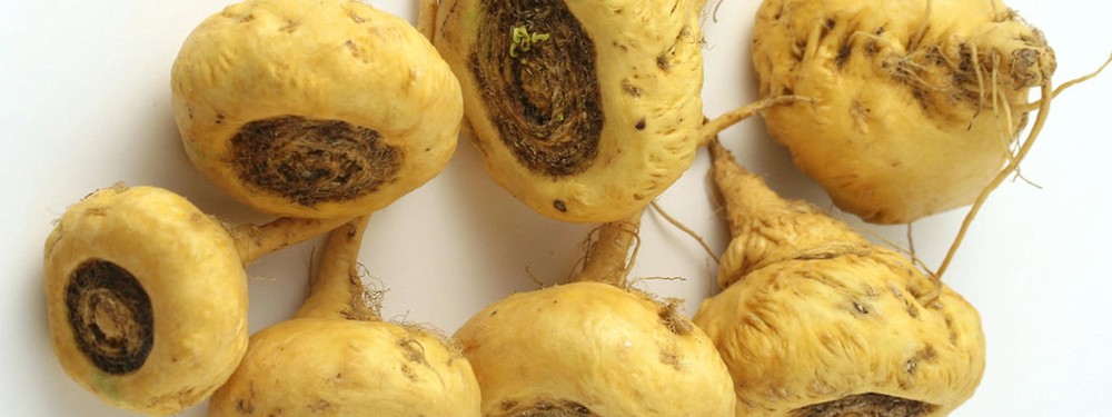 Yellow Maca* Complete Protein & Cognitive & Glandular Support* The Petz Kitchen