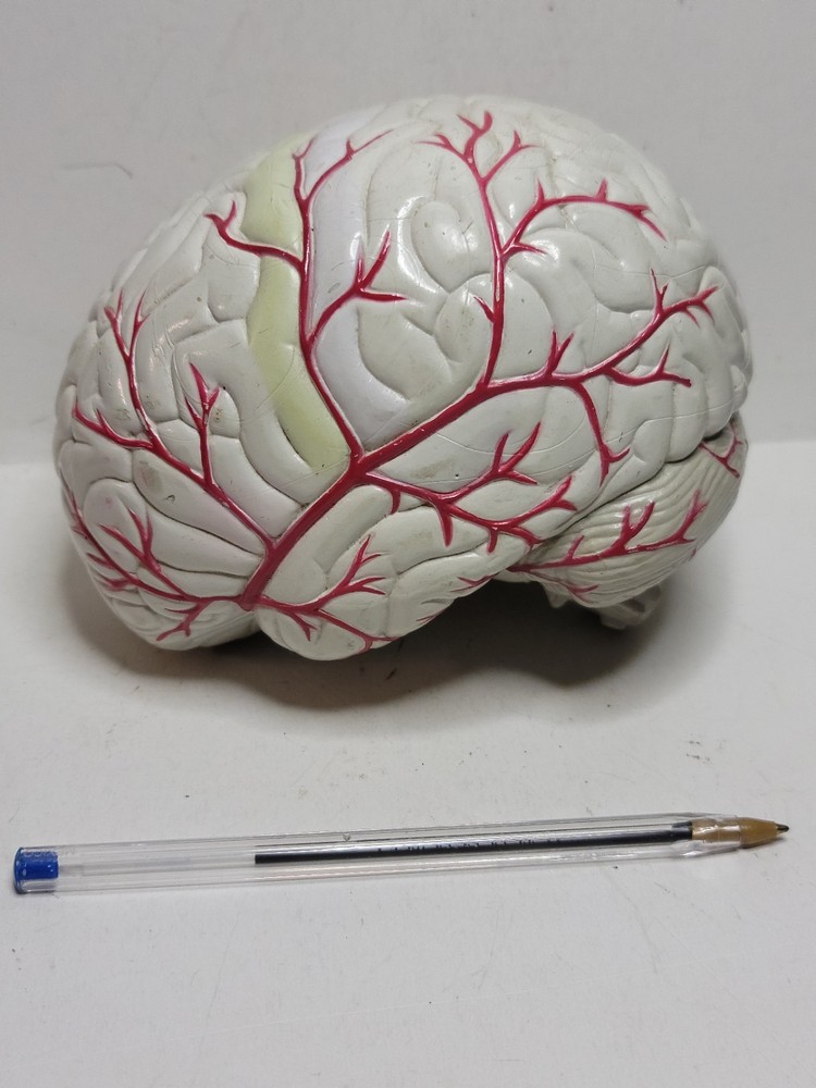Human Brain Display Two parts Hard Plastic