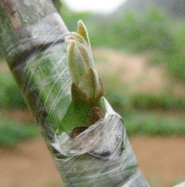 Grafting Tape Garden Tree Seedling Self-adhesive Stretchable Pruning US