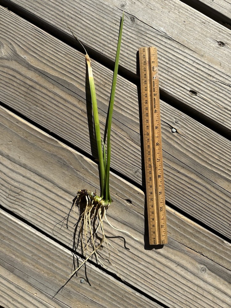 5 Blue Iris Plants