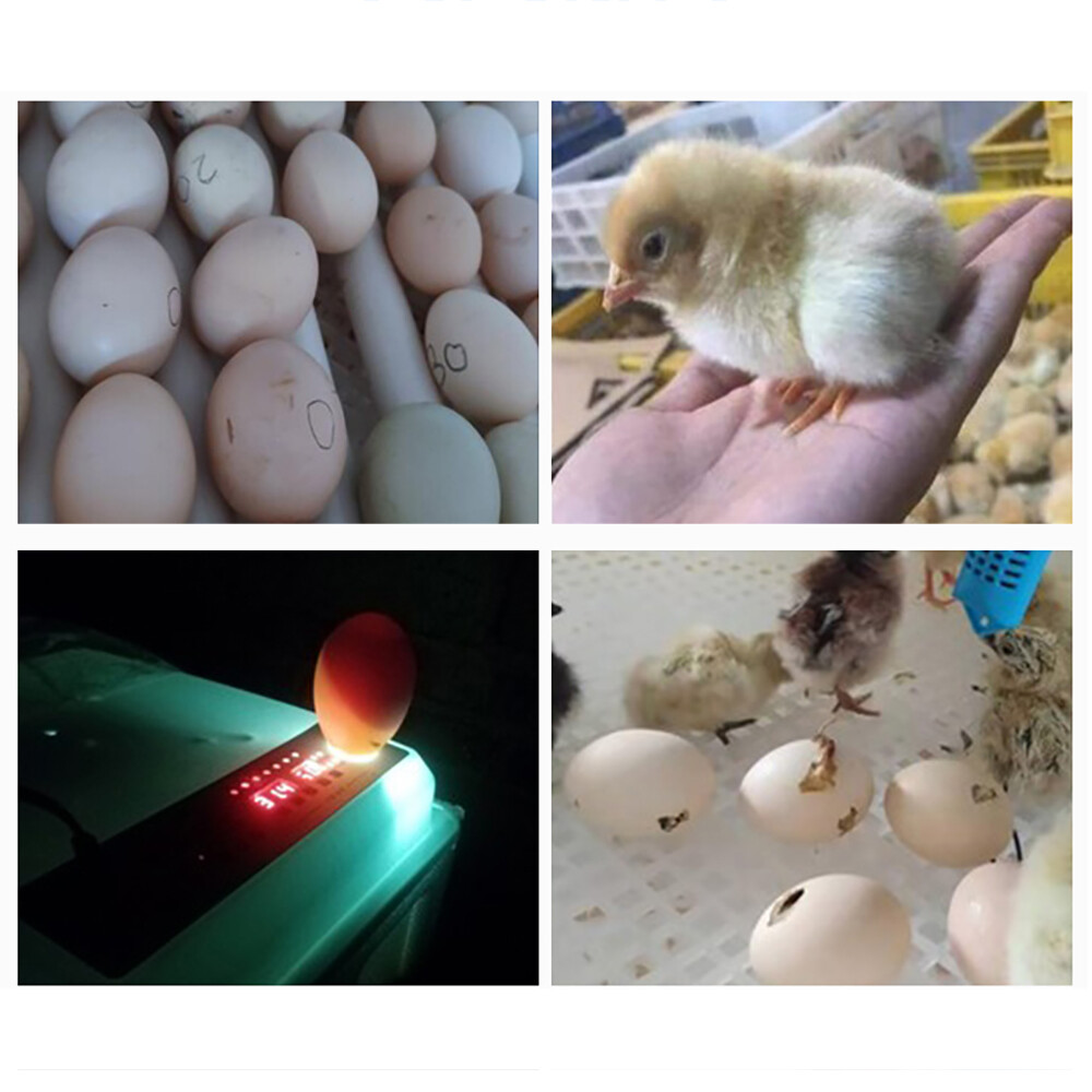 For Hatching Chicken Farm Egg Incubator 64 Eggs Fully Digital Automatic Hatcher