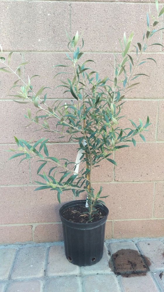 Olive Manzanillo Live Plants
