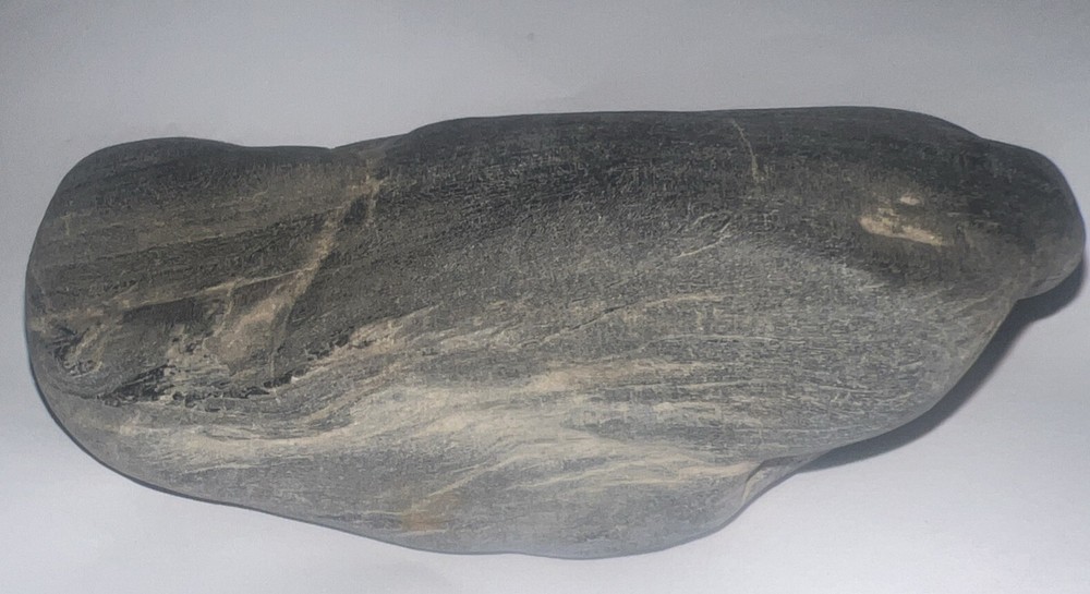 Rough Raw Petrified Wood 8.6 oz