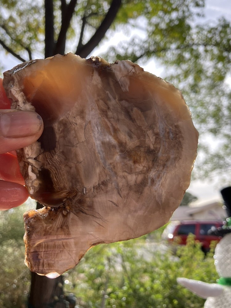 Petrified Wood Slab