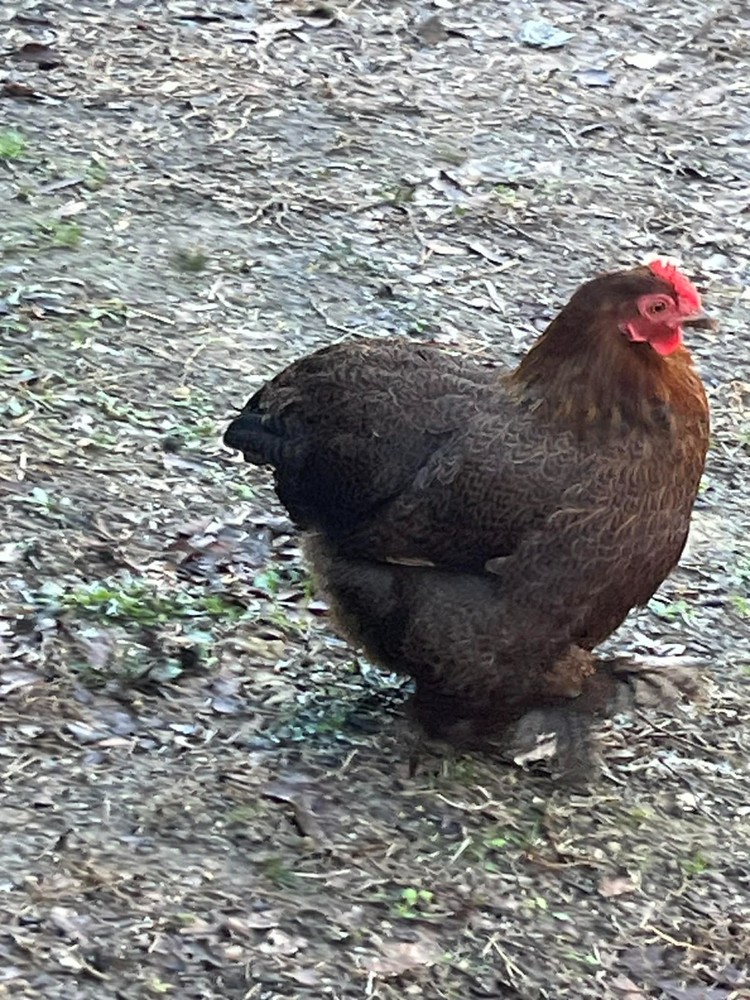 6 + 1 Double Laced Partridge Bantam Cochin Hatching Eggs
