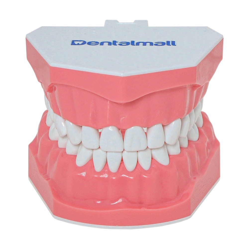 Dental Brushing Flossing Practice Teeth Typodont Model Teaching Studying M7010-1