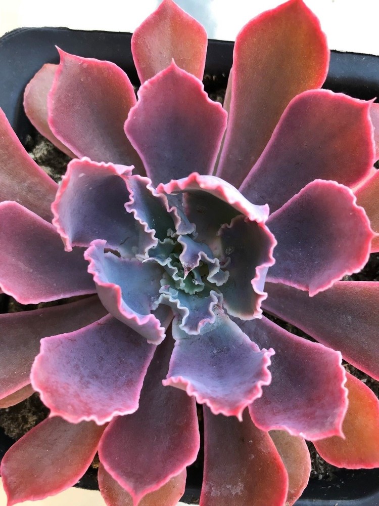 Echeveria, 'Neon Breakers' comes in a 3.5" container