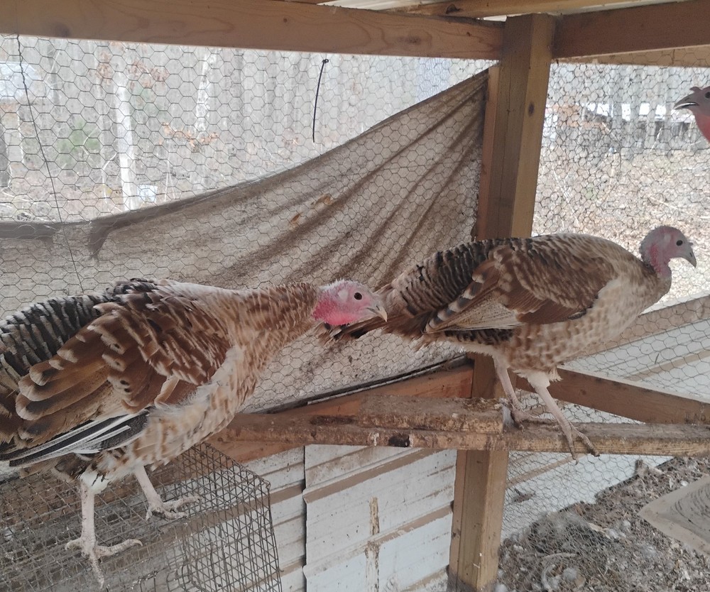 Pre Sale ! Fall Fire Turkey Hatching Eggs