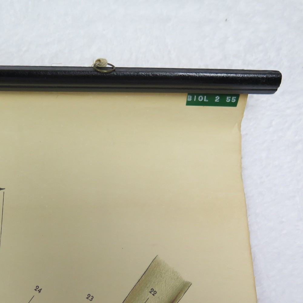 Vintage Ear Chart Pull Down Academia School Science Graphic Schick Co USA