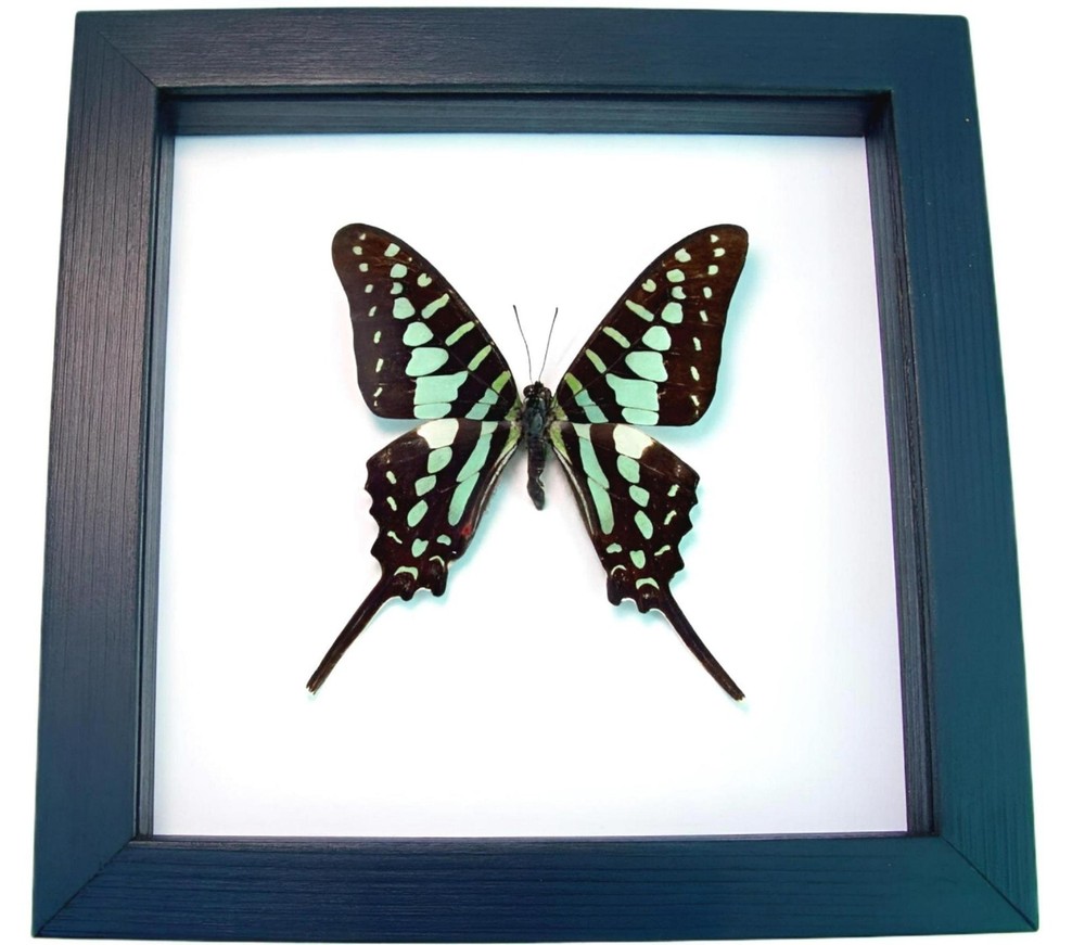Green African Swallowtail Butterfly Graphium polycenes Framed Display
