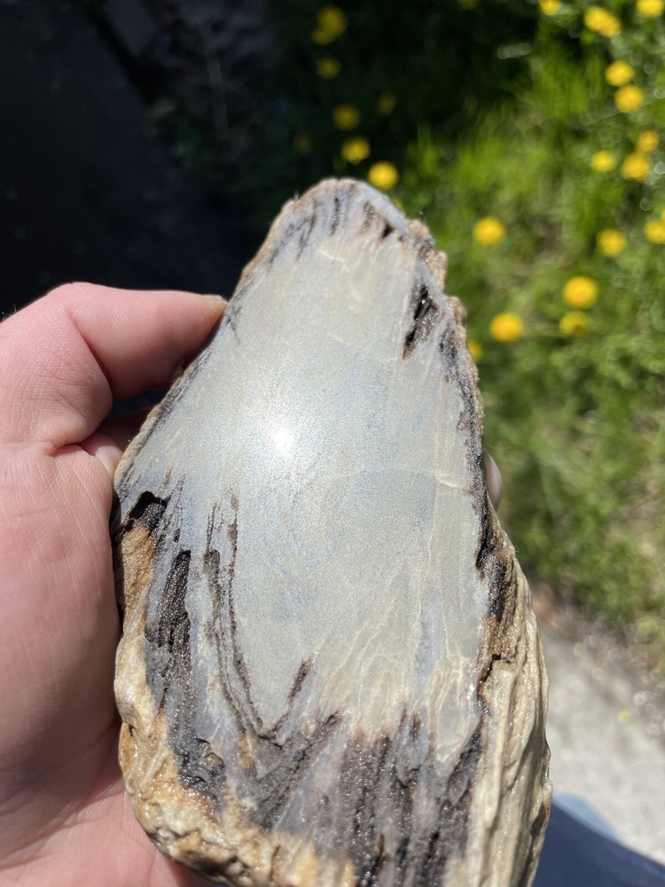 Super Unique, Polished, Agatized/opalized petrified wood