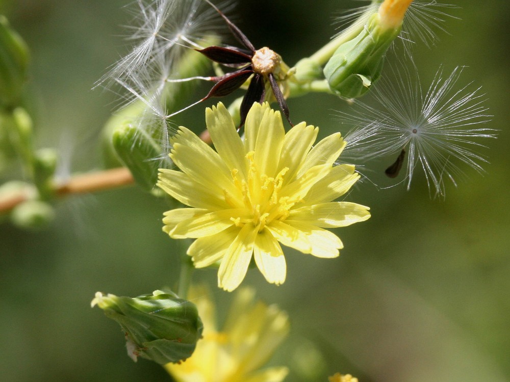 True Wild Lettuce Seeds - Lactuca virosa -