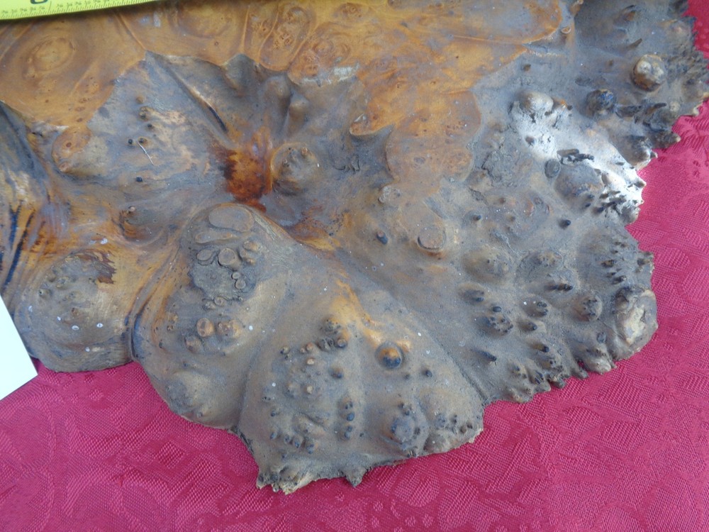 Burlwood Tree Slice #7